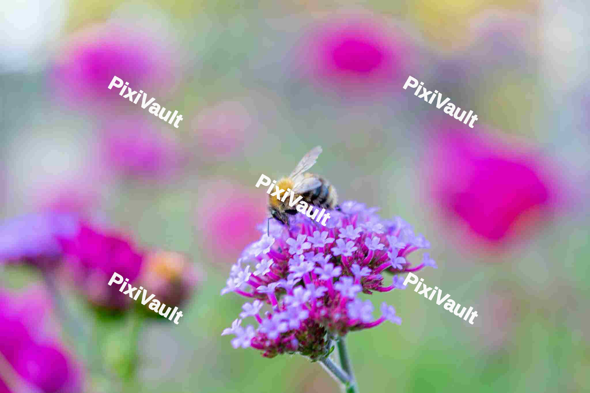 Honey Bee